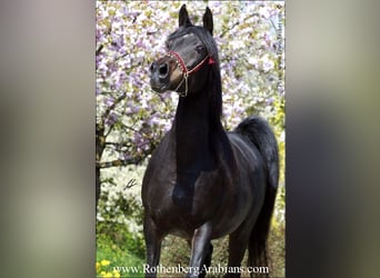 Straight Egyptian, Mare, 15 years, 14.2 hh, Smoky-Black
