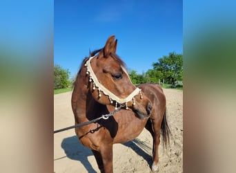 Straight Egyptian, Mare, 15 years, 14 hh, Chestnut