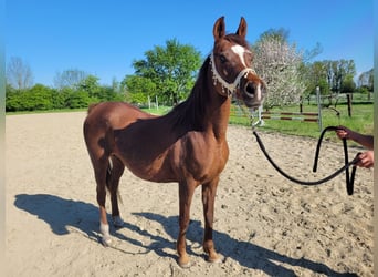 Straight Egyptian, Mare, 15 years, 14 hh, Chestnut