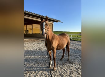Straight Egyptian, Mare, 15 years, 14,1 hh, Chestnut-Red