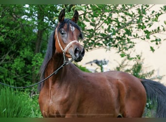 Straight Egyptian, Mare, 15 years, 15 hh, Brown