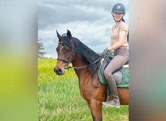 Straight Egyptian, Mare, 15 years, 15 hh, Brown