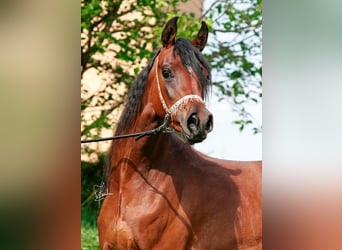 Straight Egyptian, Mare, 15 years, 15 hh, Brown