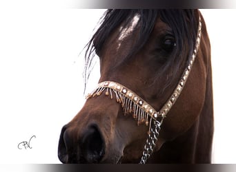 Straight Egyptian, Mare, 15 years, 15 hh, Brown