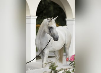 Straight Egyptian, Mare, 15 years, 15,1 hh