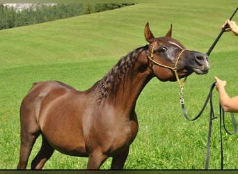 Straight Egyptian, Mare, 15 years, Chestnut