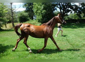 Straight Egyptian, Mare, 15 years, Chestnut