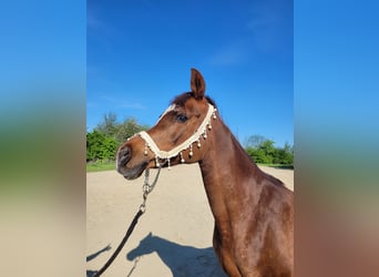 Straight Egyptian, Mare, 15 years, Chestnut