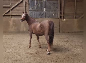 Straight Egyptian, Mare, 15 years, Chestnut
