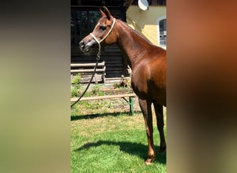 Straight Egyptian, Mare, 15 years, Chestnut