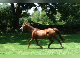 Straight Egyptian, Mare, 15 years, Chestnut
