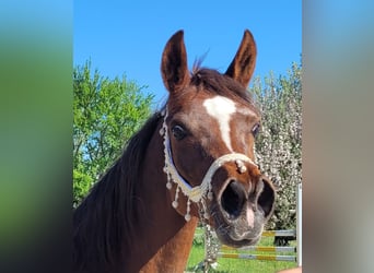 Straight Egyptian, Mare, 15 years, Chestnut