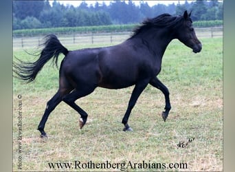 Straight Egyptian, Mare, 16 years, 14.2 hh, Smoky-Black