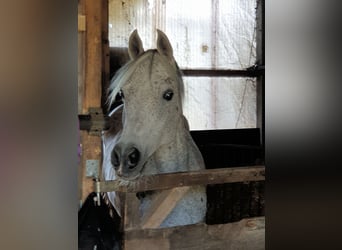 Straight Egyptian, Mare, 16 years, 15 hh, Brown Falb mold
