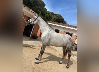 Straight Egyptian, Mare, 16 years, 16 hh, Grey