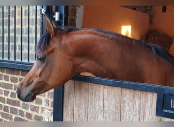 Straight Egyptian, Mare, 18 years, 15,2 hh, Brown