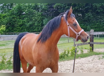 Straight Egyptian, Mare, 18 years, 15,2 hh, Brown