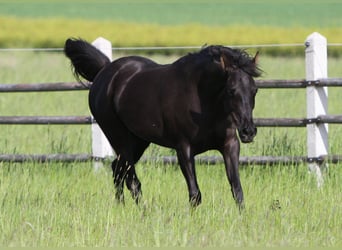 Straight Egyptian, Mare, 19 years, 15 hh, Black