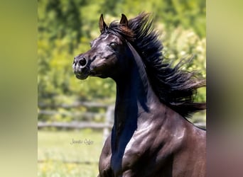 Straight Egyptian, Mare, 19 years, 15 hh, Black