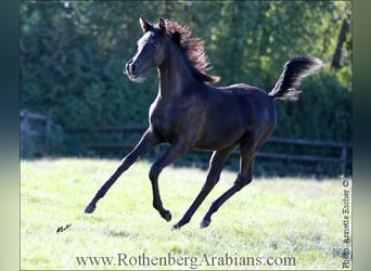 Straight Egyptian, Mare, 1 year, 15.1 hh, Black