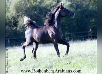 Straight Egyptian, Mare, 1 year, 15.1 hh, Black