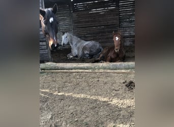Straight Egyptian, Mare, 1 year, 15.1 hh, Chestnut-Red