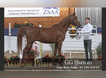 Straight Egyptian, Mare, 1 year, 15.1 hh, Chestnut-Red