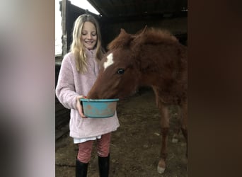 Straight Egyptian, Mare, 1 year, 15.1 hh, Chestnut-Red