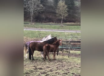 Straight Egyptian, Mare, 1 year, 15.1 hh, Chestnut-Red
