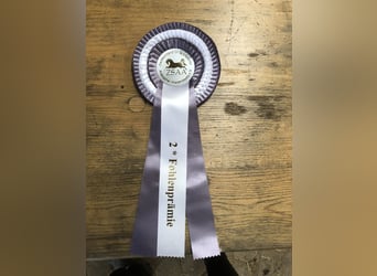 Straight Egyptian, Mare, 1 year, 15.1 hh, Chestnut-Red
