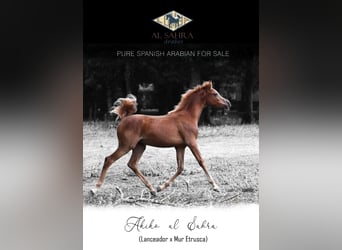 Straight Egyptian, Mare, 1 year, 15,2 hh, Chestnut-Red