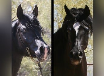 Straight Egyptian, Mare, 1 year, 15 hh, Black