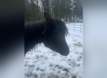 Straight Egyptian, Mare, 1 year, 15 hh, Black