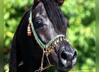 Straight Egyptian, Mare, 1 year, 15 hh, Brown