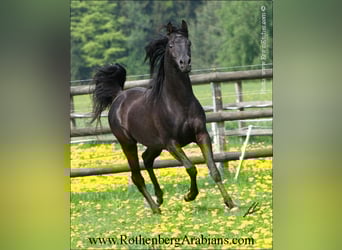 Straight Egyptian, Mare, 1 year, 15 hh, Brown
