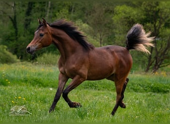 Straight Egyptian, Mare, 1 year, 15 hh, Brown