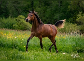 Straight Egyptian, Mare, 1 year, 15 hh, Brown