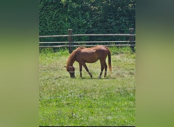 Ägyptischer Araber, Stute, 21 Jahre, 15,1 hh, Fuchs