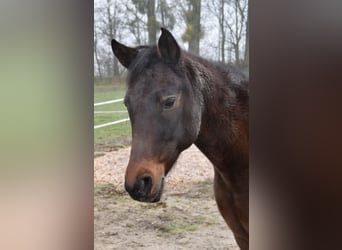 Straight Egyptian Mix, Mare, 24 years, 15.1 hh, Brown
