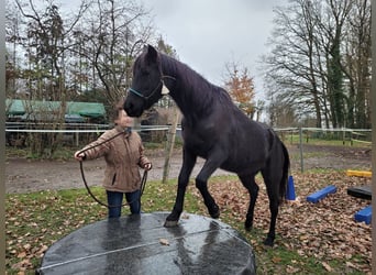 Straight Egyptian, Mare, 25 years, 14.2 hh, Black