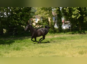 Straight Egyptian, Mare, 2 years, 14.2 hh, Black