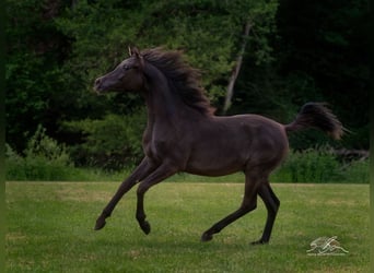 Straight Egyptian, Mare, 2 years, 14.2 hh, Black