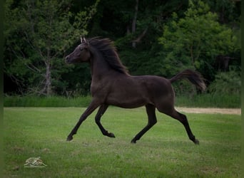 Straight Egyptian, Mare, 2 years, 14.2 hh, Black