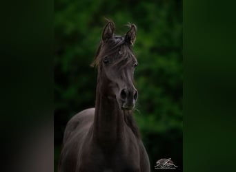 Straight Egyptian, Mare, 2 years, 14.2 hh, Black