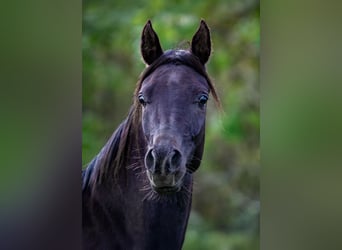 Straight Egyptian, Mare, 2 years, 14,2 hh, Black