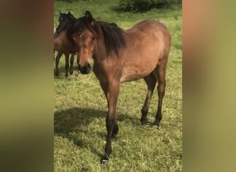 Straight Egyptian, Mare, 2 years, 14,2 hh, Rabicano