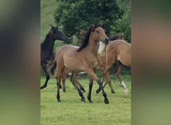 Straight Egyptian, Mare, 2 years, 14,2 hh, Rabicano