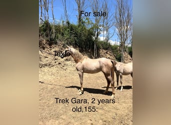 Straight Egyptian, Mare, 2 years, 15.1 hh, Gray