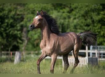 Straight Egyptian, Mare, 2 years, 15 hh