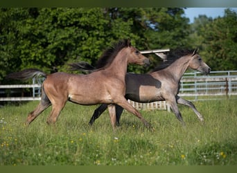 Straight Egyptian, Mare, 2 years, 15 hh